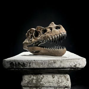 Brown Ceratosaurus Skull Resin Sculpture - Dinosaur Fossil Replica - Modern Home Decor Accent