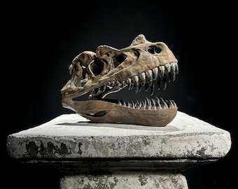 Brown Ceratosaurus Skull Resin Sculpture - Dinosaur Fossil Replica - Modern Home Decor Accent