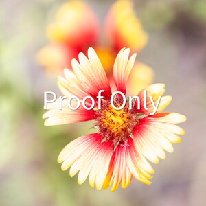 Indian Paintbrush Stunner