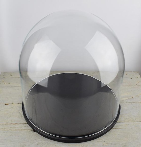 Große Glaskuppel Cloche Glocke mit schwarzem Holzfuß 35 x 35,5 cm