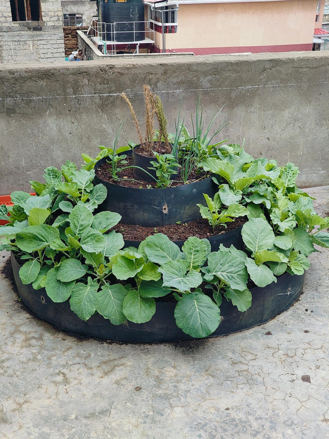 Baibai Garden is a Small Garden Near Your Kitchen. May Consists Mostly ...