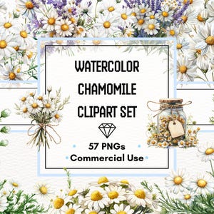 Conjunto de Cliparts de Camomila – Flores Brancas em Aquarela, Chá e Buquês | 57 Arquivos PNG | 300 DPI | Uso Comercial