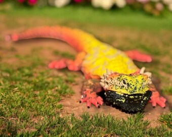 3d gedruckter Bartagame