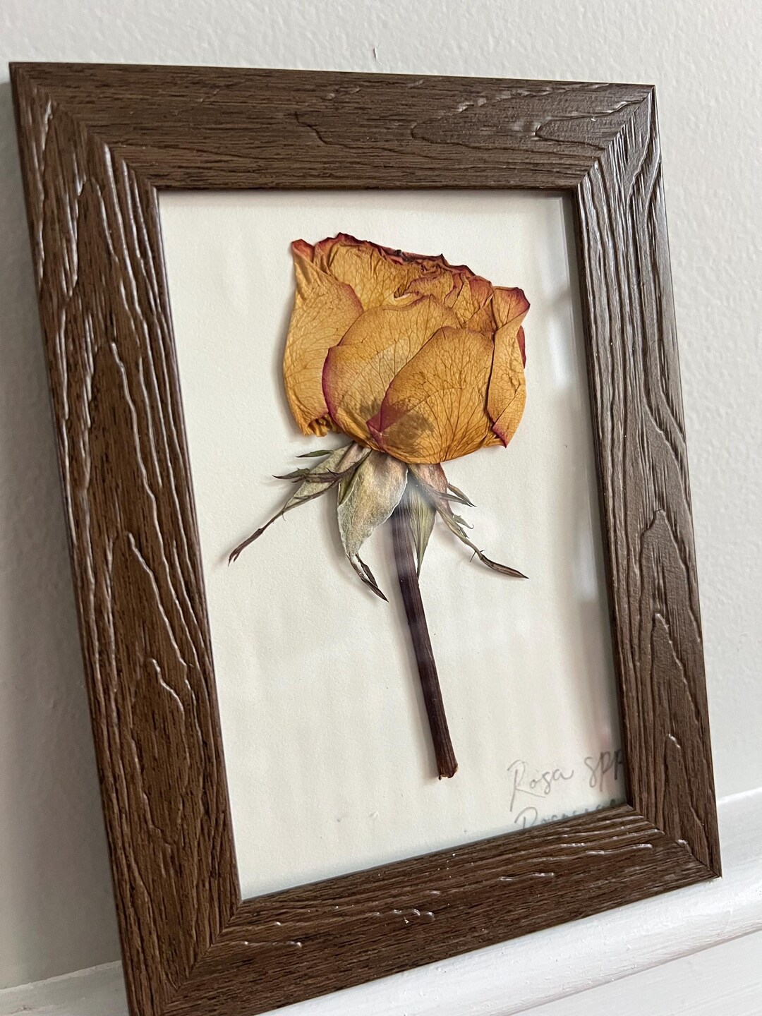 Rose In Frame Preserved Rose in Frame - Etsy