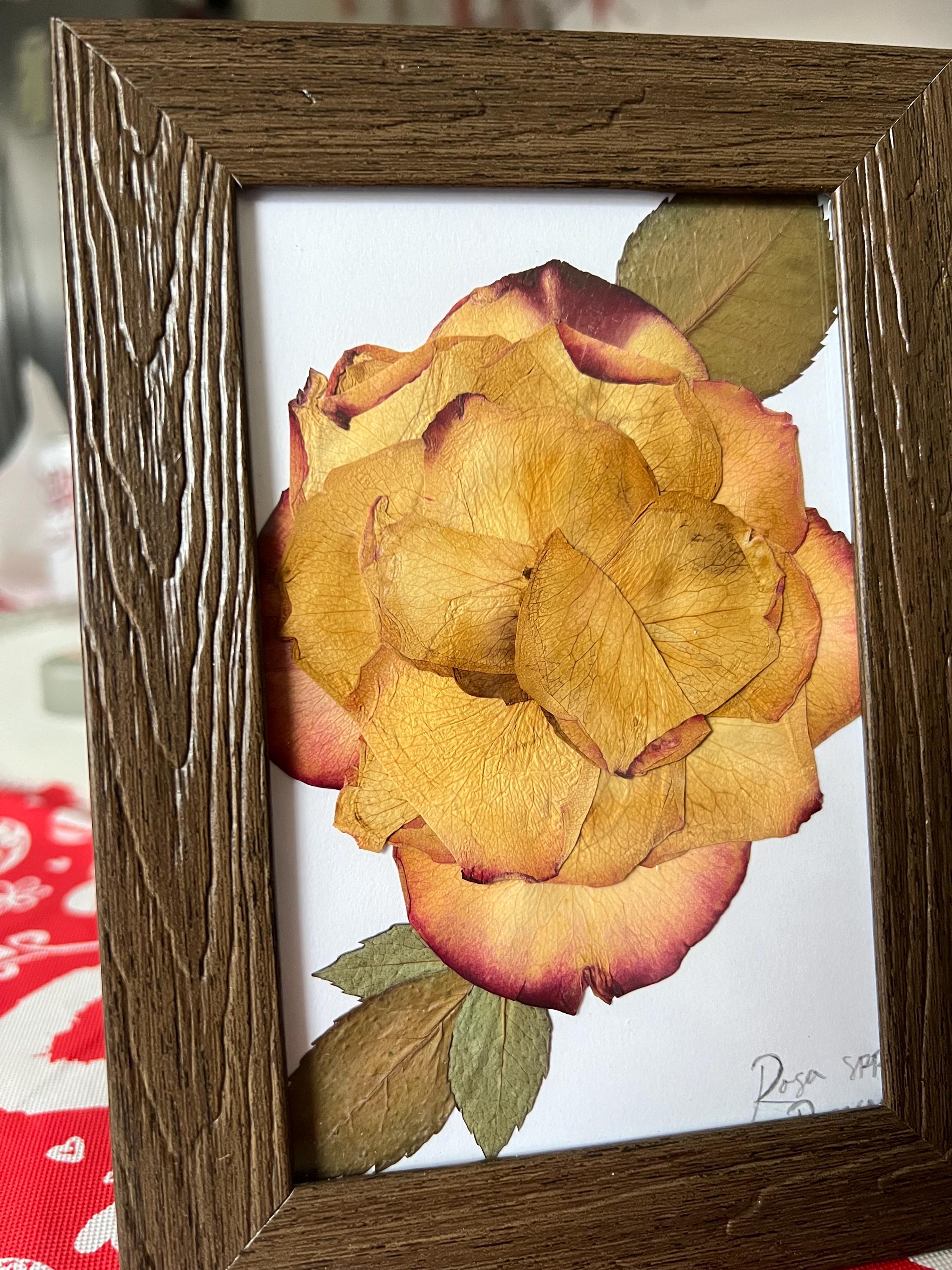 Rose In Frame Preserved Rose in Frame - Etsy