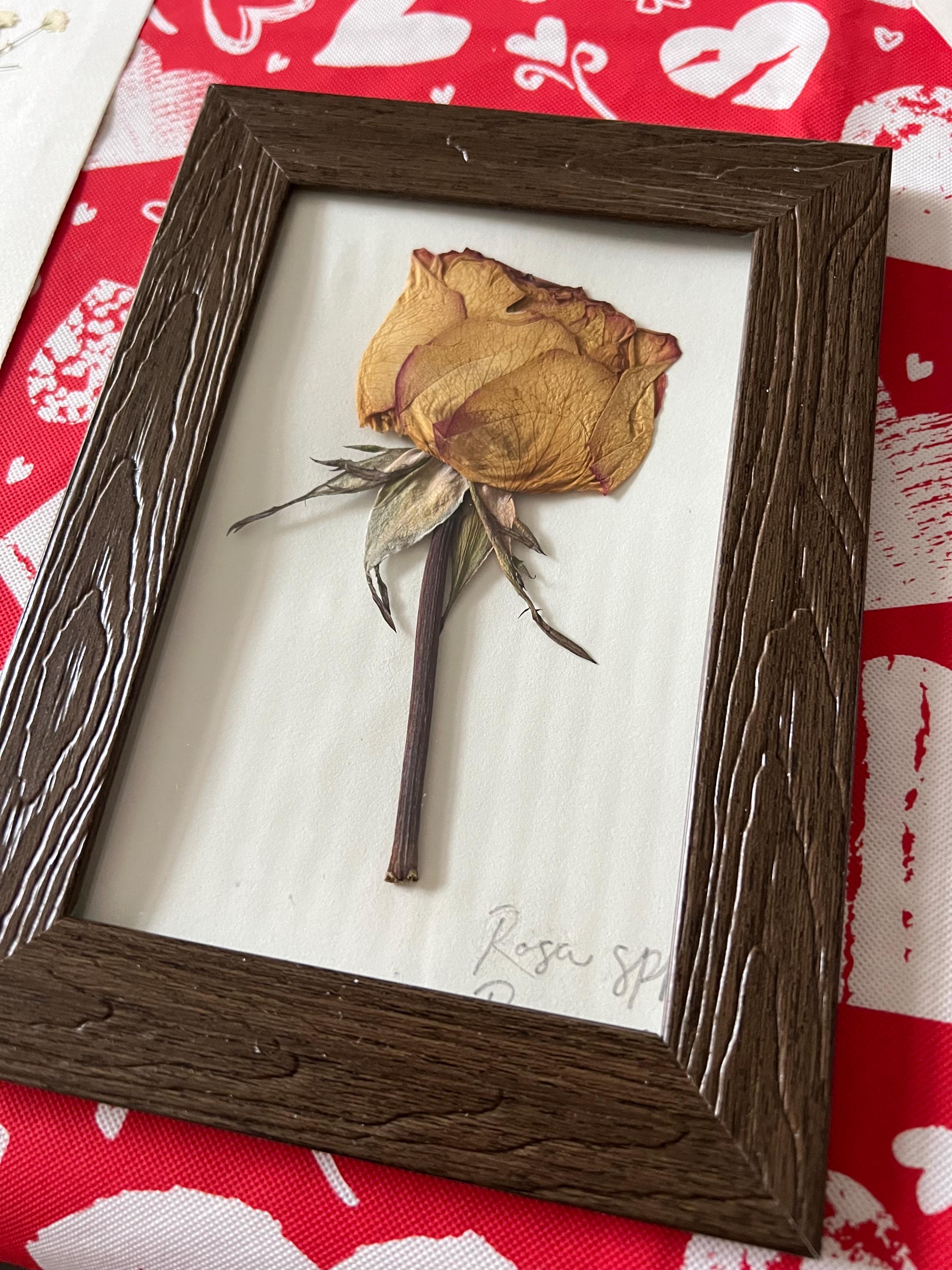 Rose In Frame Preserved Rose in Frame - Etsy