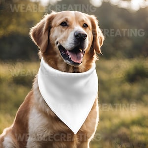 May include: A golden retriever dog wearing a white bandana. The dog is sitting in a grassy field with a blurred background.