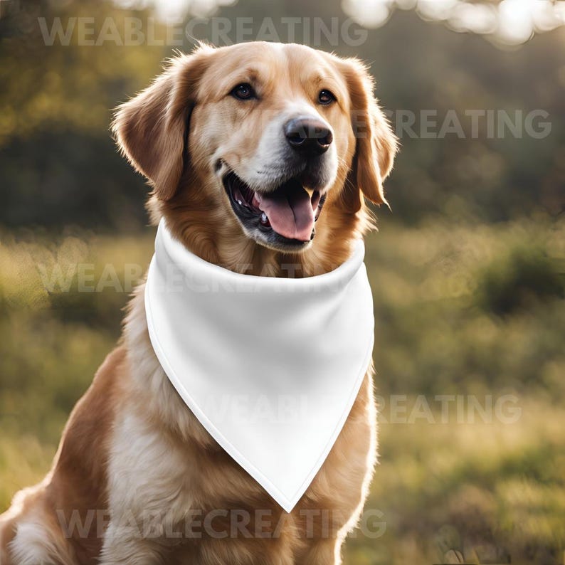 May include: A golden retriever dog wearing a white bandana. The dog is sitting in a grassy field with a blurred background.