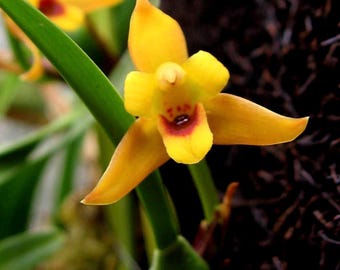 Coconut orchid fragrant maxillaria  tenuifolia ‘Yamada’