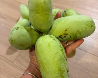 Grafted paw paw tree