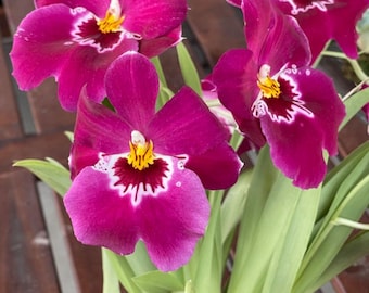 Miltoniopsis Tome Yokohama Golden Gate fragrant blooming size