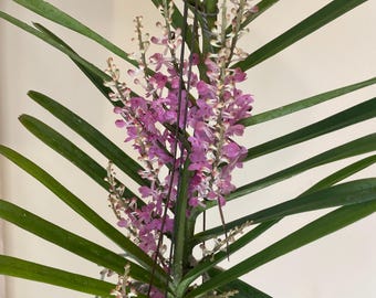 Asctm. Ampullaceum x Christensonia Vietnamica orchid blooming size
