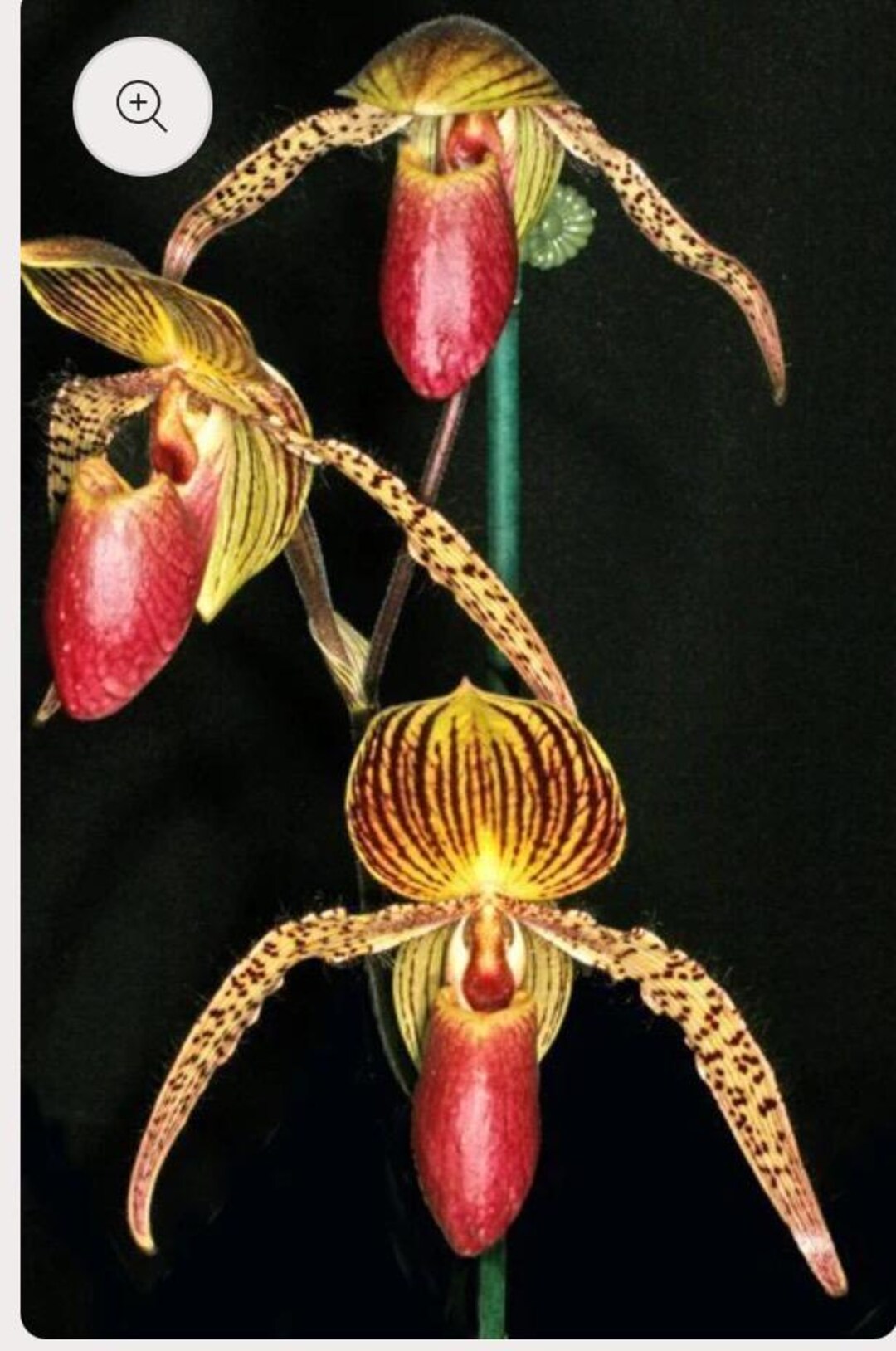 Paph. Vanguard Multi-floral Lady Slipper Orchid - Etsy