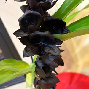 May include: A potted orchid plant featuring multiple deep black, waxy flowers arranged along a central stem. The plant has long, vibrant green leaves extending from the base, which is housed in a dark container with visible moss.