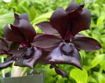 XL Monnierara Millennium Witch Craft Black orchid blooming size