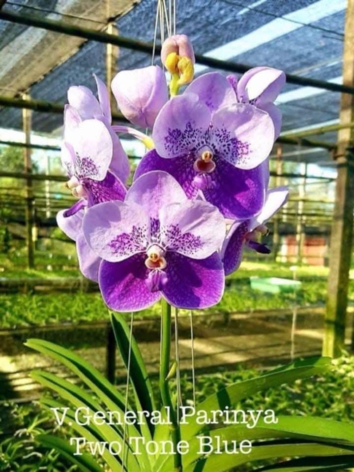 ワタシハナリタイ Vanda General Prinya Two Tone Blue - Etsy