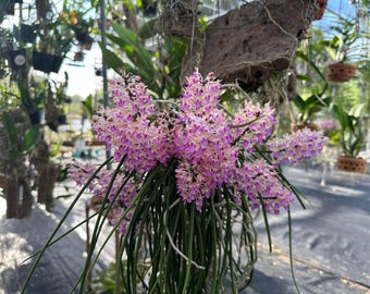 Seidenfadenia (aerides) mitrata orchid yellow blooming size