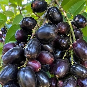 Java plum fruit trái trâm