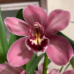 Cymbidium barrita glam Tethys late pink orchid Blooming size