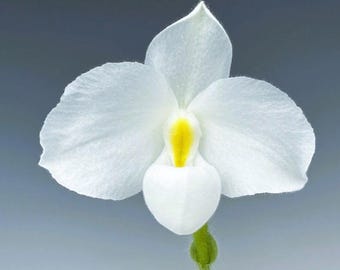 Paph delenati alba  lady slipper orchid