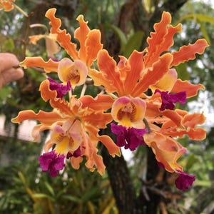 Myrmecophilia thomsoniana x Christinae orchid  fragrant