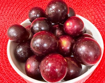 May include: A white ceramic bowl filled with a cluster of round, dark purple grapes. The grapes have a smooth, shiny skin with small, light-colored speckles visible on their surfaces. The bowl has a simple, rounded design with a clean white finish.