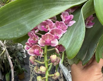 Rhynchovanda Sakura Pink  specimen
