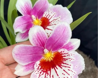 Miltoniopsis Martin Orenstein orchid in spike