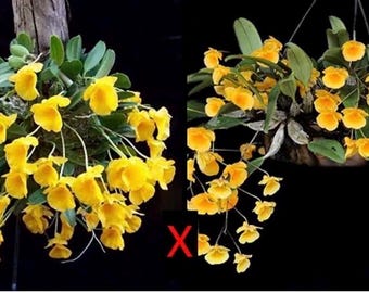 dendrobium jenkinsii x  (lindleyi) orchid rare