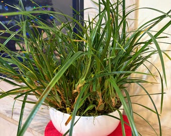 Coconut orchid fragrant maxillaria  tenuifolia specimen size yellow