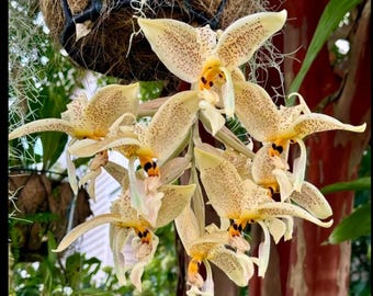 Stanhopea Oculata Orchid blooming size