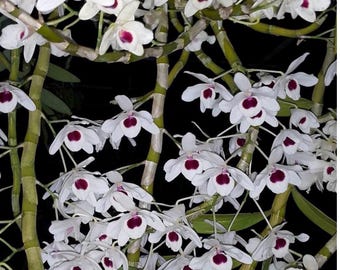 Dendrobium Siam white specimen size