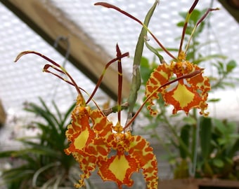 Mendenhall Hildos Psychopsis orchid