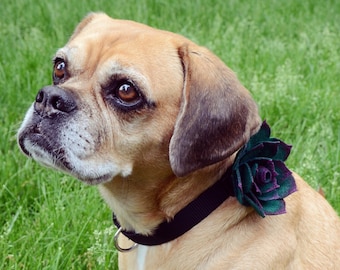 Gemakkelijke hondenhalsband-tutorial | No-Sew DIY voelde succulent | Bruiloftsaccessoires voor honden en katten | Direct downloaden afdrukbaar patroon