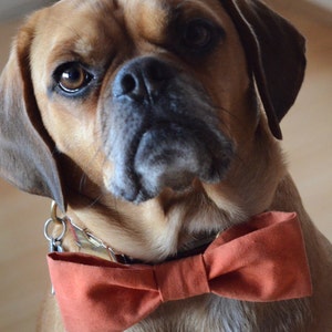 Puede incluir: Un perro marrón y tostado con una pajarita naranja quemada. El perro tiene un pelaje corto y liso y ojos grandes y oscuros.