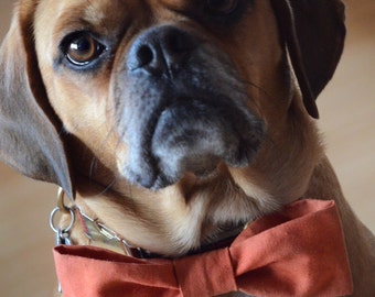 Naaipatroon hondenstrikje - eenvoudig afdrukbaar patroon en tutorial voor je huisdier - stoffen accessoires voor je hond of kat - direct downloaden