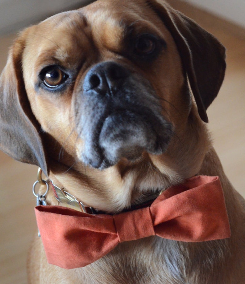Dog Bow Tie Sewing Pattern Easy Printable Pattern and Etsy