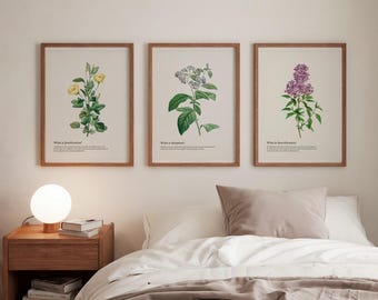 Set of Three Christian Home Decor Botanical Wall Art Printable | Westminster Shorter Catechism
