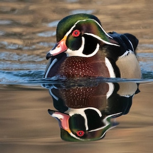 Wood Duck with reflection,
