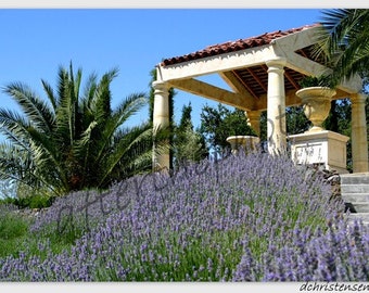 Landscape Photography-Lavender Day