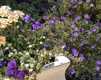 Fine Art Photography-Garden Flowers
