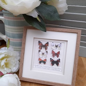 Butterfly, Butterflies, Paper Butterfly picture, Gift, Framed, Keepsake, Art, Unique Art,