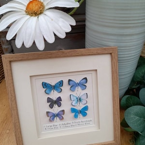 Butterfly, Butterflies, Paper Butterfly picture, Gift, Framed, Keepsake, Art, Unique Art,