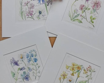 Botanical Flower Paintings, Gift, Art, Birthday Present, Mounted ready to frame, Signed artwork 8in sq.