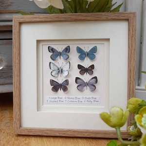 Vlinder, vlinders, papieren vlinderfoto, cadeau, ingelijst, aandenken, kunst, unieke kunst,