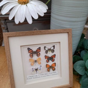 Butterfly, Butterflies, Paper Butterfly picture, Gift, Framed, Keepsake, Art, Unique Art,