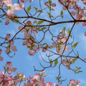 Pink Flowers Digital Print Instant Download, Photography Digital Download, Nature Photography Wall Art, Landscape Photography, Spring Decor