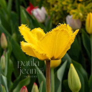 Printable Tulip Photo, Flower Photography Instant Download, Digital Download, Flower Photography, Fine Art Print, Printable Wall Art
