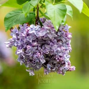 Printable Lilac Photograph, Flower Photograph, Instant Download Wall Art, Digital Download Wall Art, Printable Wall Art, Fine Art Print