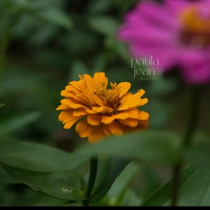Flower Photograph Instant Download, Floral Wall Art, Digital Download Photos, Flower Art Prints, Floral Wall Art, Flower Wall Art, Nature